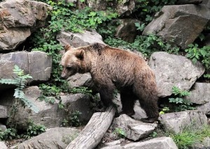 Orso (Photo Fritz Geller-Grimm courtesy of Wikimedia Commons)