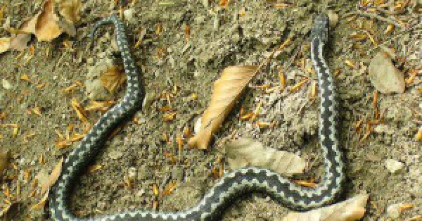 Vipera-Berus-Photo-Józef-Kazimierz-Sokołowski-Wikipedia-300x218.jpg