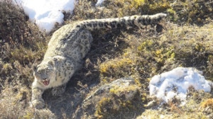 This picture from November 2013 shows a snow leopard caught for radio collaring in Khambache of Kanchanjunga. The same leopard was mistakenly collared again five months later. (Photo Courtesy: WWF)