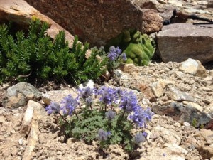 Photo of I fiori blu del K2