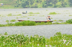 Water hyacinth presents difficulties for tourists boating on Fewa Lake. Image source:thehimalayantimes.com