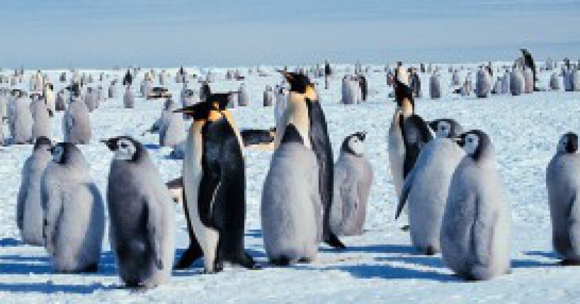 1200px-Kaiserpinguine_mit_Jungen-300x143.jpg