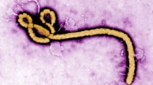 Ebola-virus-pink-jpg