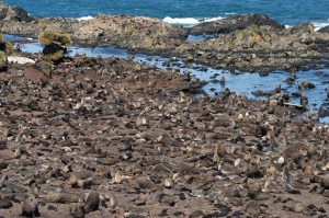 Colonia di otarie orsine antartiche sulle coste della Georgia del Sud (Photo Jaume Forcada courtesy of British Antarctic Survey)