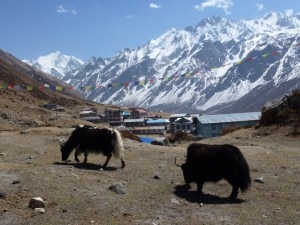 langtang85-300x225.jpg