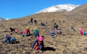 Mountain people collecting Yarchagumba. Image credit to ekantipur