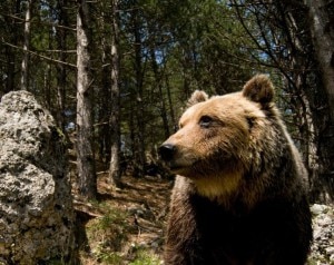 Orso bruno marsicano (Photo courtesy of  Società Cooperativa Sherpa/Pnalm)