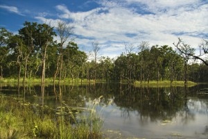 Chitwan National Park (CNP), file photo.