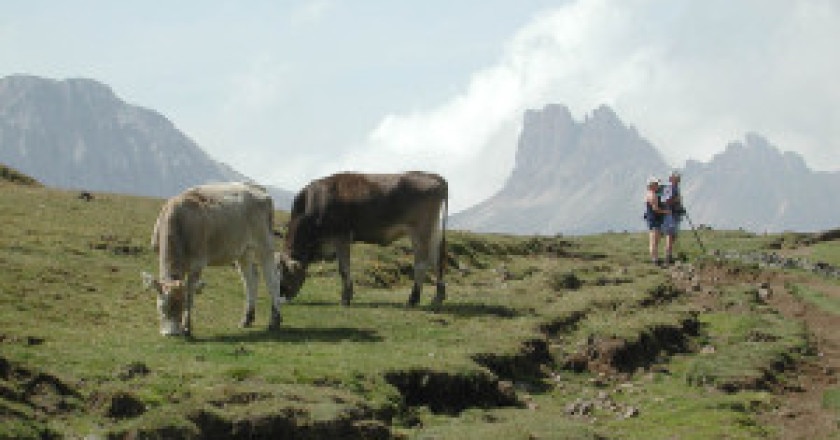 Escursionisti-in-un-pascolo-photo-fassanews.com_-300x225.jpg