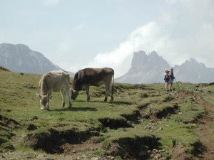 Escursionisti in un pascolo (photo fassanews.com)