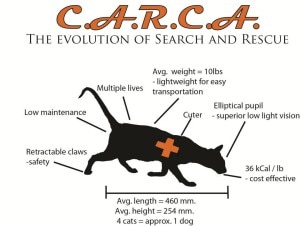 I punti di forza dei gatti (photo courtesy Carca FB)
