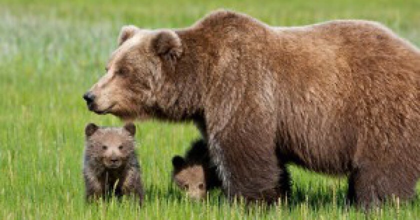 Orsa-con-cuccioli-Photo-courtesy-Corpo-Forestale-dello-Stato-300x168.jpg