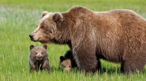 Orsa con cuccioli (Photo courtesy Corpo Forestale dello Stato)