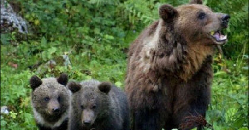 Orsa-con-cuccioli-photo-courtesy-twitter-Lavonlus-300x165.jpg
