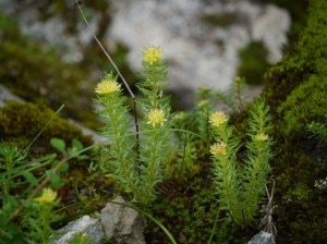 Rhodiola (photo courtesy yahoo.news.com)