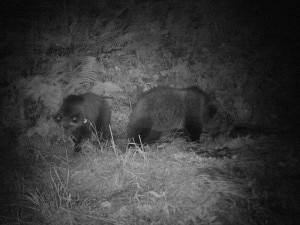 I cuccioli di Daniza immortalati da una foto trappola circa due settimane fa (Photo courtesy of Ufficio Stampa Provincia Autonoma di Trento)