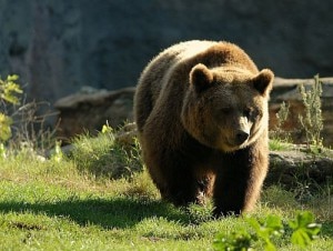 Orso bruno (Photo courtesy of Cai)