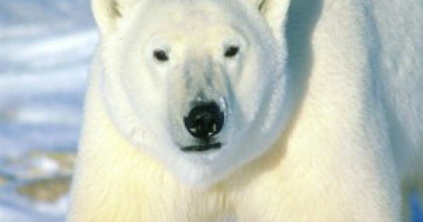 polar-bear-41-300x225.jpg