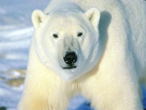 Photo of (English) Groenlandia, Della Bordella e soci sorpresi da un orso polare nella notte