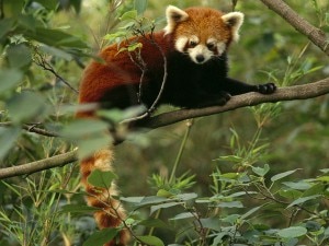 red-panda_680_600x450