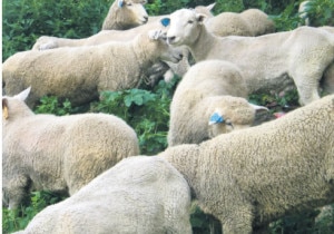 Sheep imported from New Zealand at the Sheep and Goat Research Center in Jumla on Saturday. Image: Nagrik