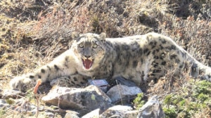 A snow leopard captured in the Kanchenjunga Conservation Area in 2013. (Photo Courtesy:Kamal Thapa/WWF Nepal)