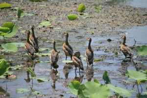 Migratory fowls recently sighted at Koshi Tappu Wildlife Reserve.  Image: Nagrik