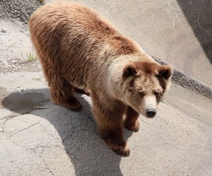 Orso (Photo courtesy of Wikimedia Commons)