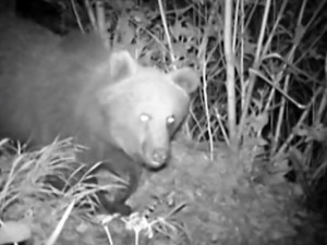 Orso M25 in Valtellina negli scorsi mesi (Photo courtesy of Polizia Provinciale di Sondrio)