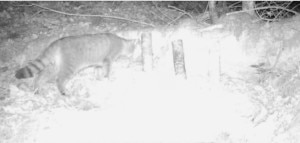 Gatto selvatico immortalato da una fototrappola nel  Parco Nazionale Dolomiti Bellunesi (Photo courtesy of Parco Nazionale Dolomiti Bellunesi)