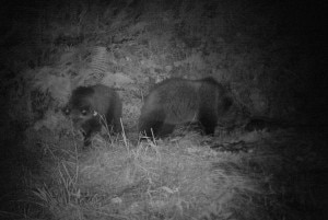 I cuccioli di Daniza immortalati da una fototrappola alcune settimane fa (Photo courtesy of Ufficio Stampa Provincia di Trento)