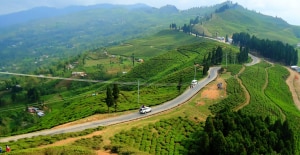 Tea farm in the district. File photo.