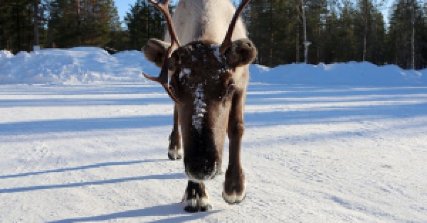 1024px-Reindeer-300x230.jpg
