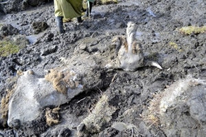 La mummia di bisonte della steppa al momento del ritrovamento in Siberia (Photo Grigory Gorokhov courtesy of LiveScience)