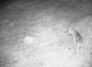 La lupa F10 (Photo courtesy of Archivio Servizio Foreste e fauna della Provincia Autonoma di Trento)