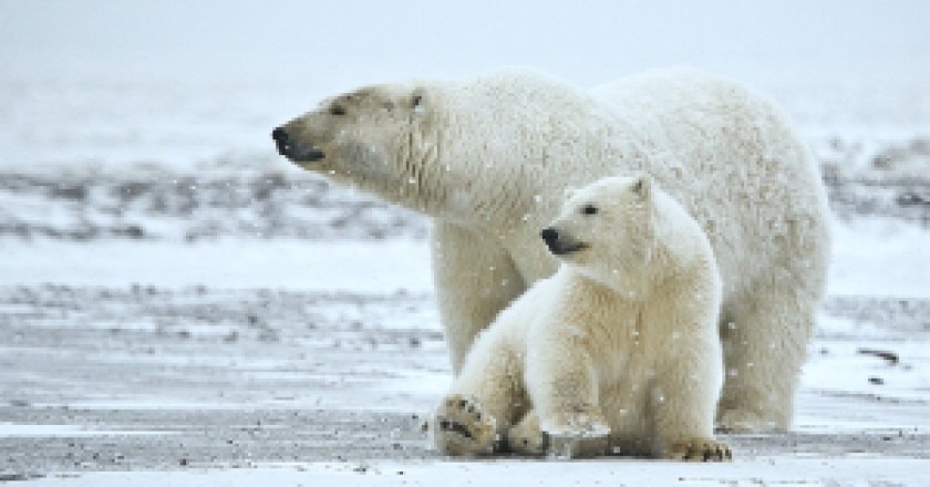 Polar_Bear_ANWR_1-300x200.jpg