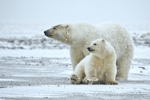 Mamma e cucciolo di orso polare (Photo courtesy of Wikimedia Commons)