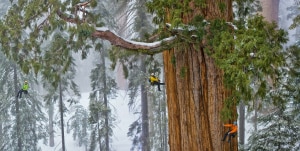 Scalare una sequoia gigante (Photo Nichols-Nationalgeographic.com) 