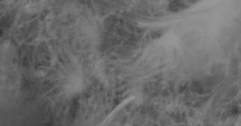 piuma-300x147.jpg