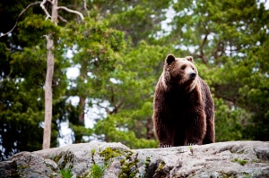 Bär_orso