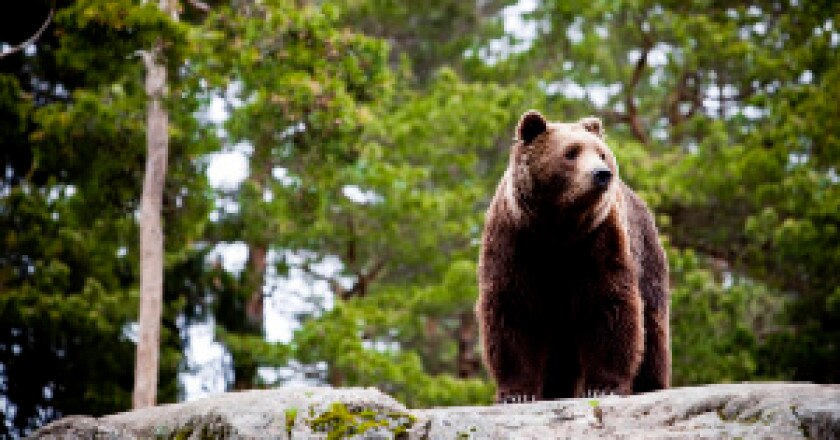 Bär_orso-300x199.jpg