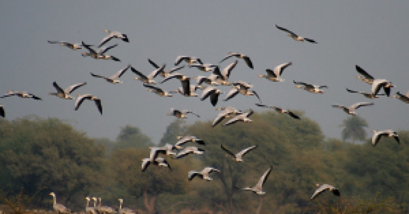 Bar-headed_Geese-_Bharatpur_I_IMG_8337-300x212.jpg