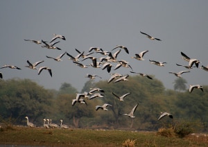 Stormo di oche indiane in volo (Photo J.M.Garg courtesy of Wikimedia Commons)
