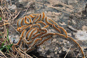 Processionaria-del-pino-300x200.jpg