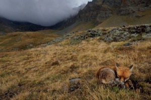 Biodiversita-volpe-300x200.jpg