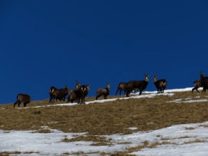 Camosci - foto G. Steccanella