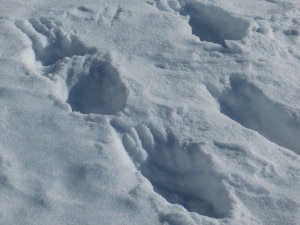 Le orme dell'orso - foto G. Steccanella