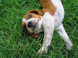 cagnolini-300x225.jpg