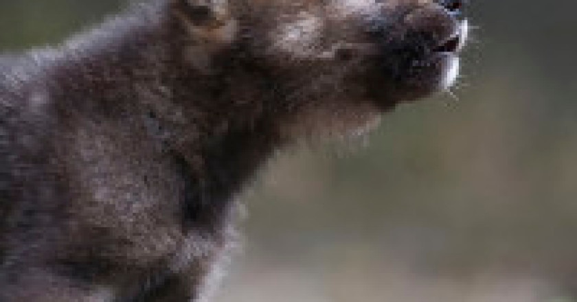 Cucciolo-di-lupo-photo-Wild-Wonders-of-Europe-Sergey-Gorshkov-WWF-200x300.jpg