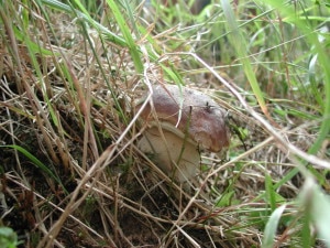 fungo-300x225.jpg